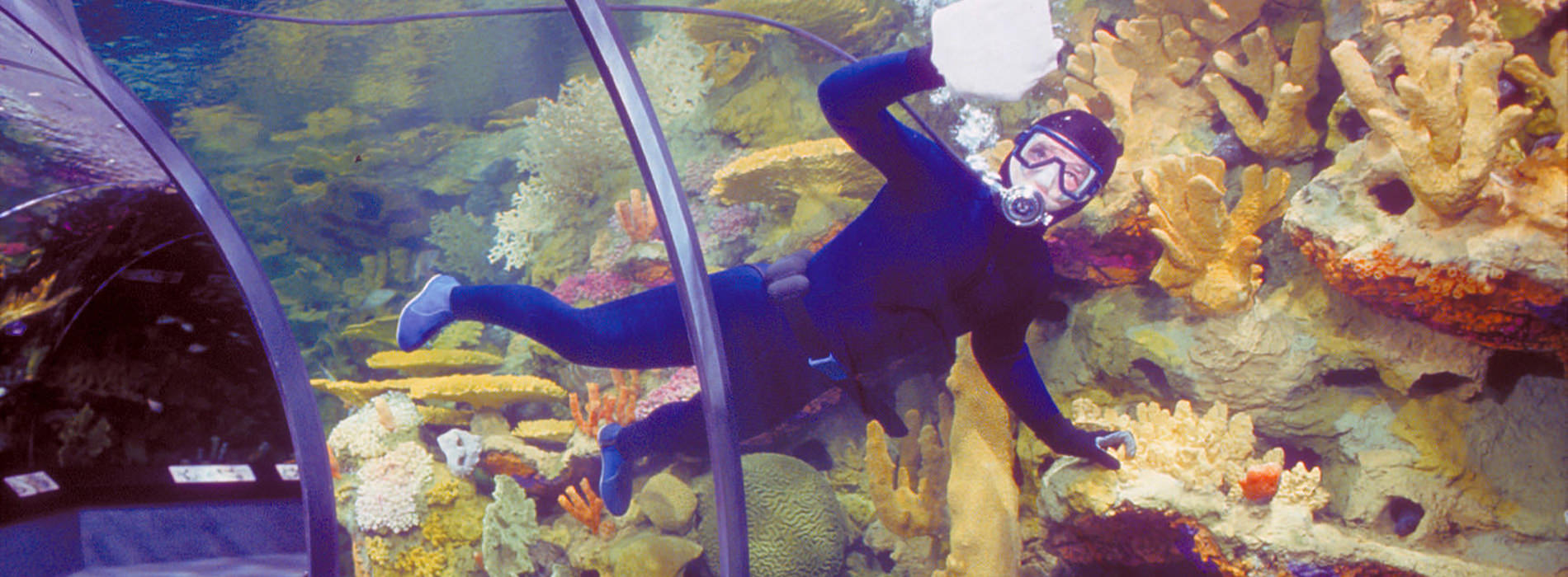 A scuba diver cleaning the aquarium 