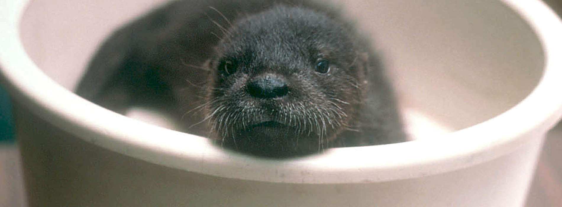 Baby otter resting in his water dish