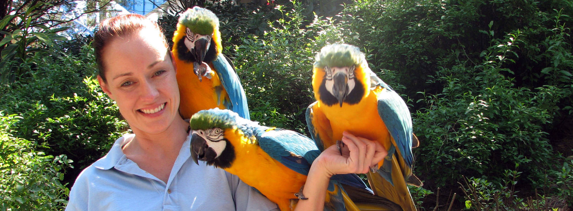 Girl smiling while holding three blue and gold macaws on one arm