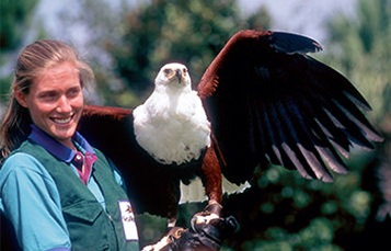 aviculturist holding raptor