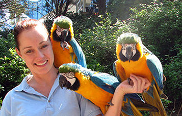 aviculturist holding three macaws