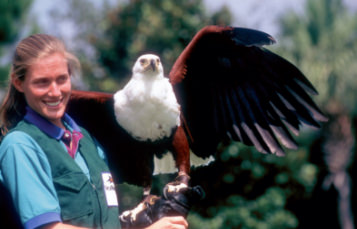 Female trainer holding an eagle with it's wings spread