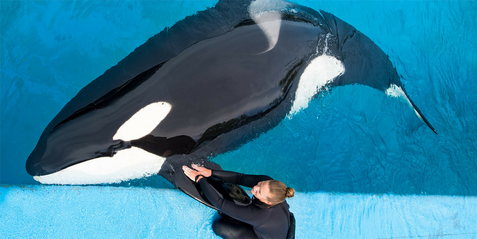 A trainer interacts with an orca at the edge of a pool