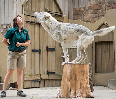 A trainer works with a wolf
