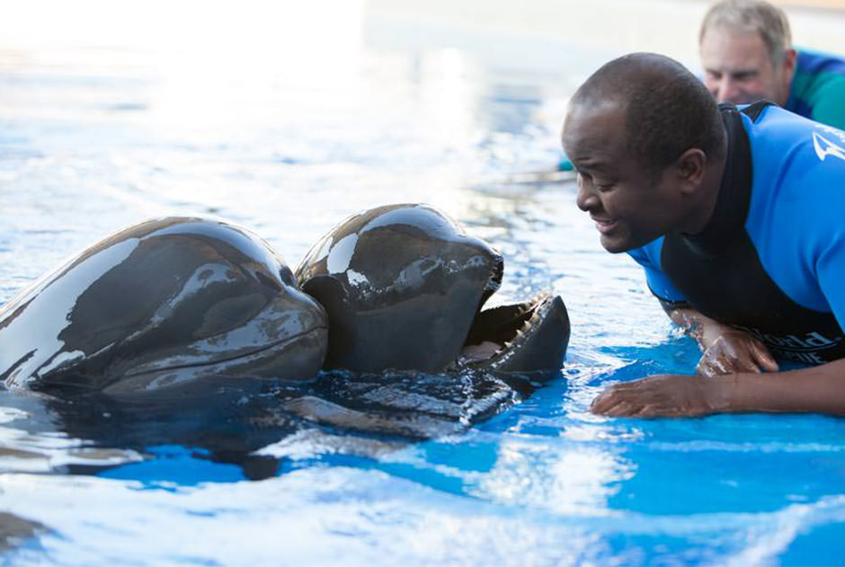 A trainer interacts with two cetaceans at the edge of a pool