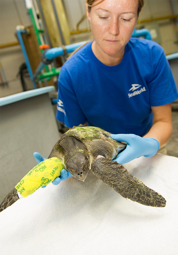 A rescue team member holds a sea turtle with a cast on its left pectoral flipper