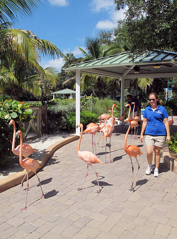 An aviculturist walks around flamingos