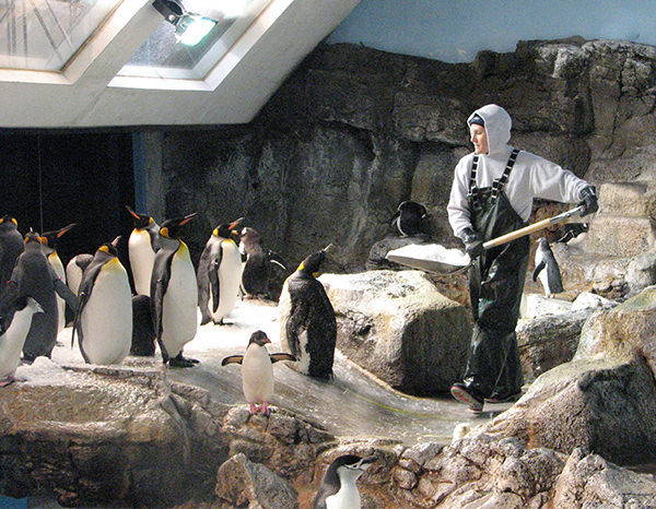 An aviculturist shovels ice in a penguin habitat