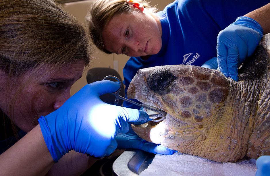 Veterinarians perform a procedure on a sea turtle's mouth