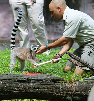 A zoo employee plays with a lemur
