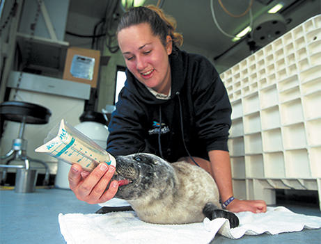 A trainer feeds a baby seal from a bottle
