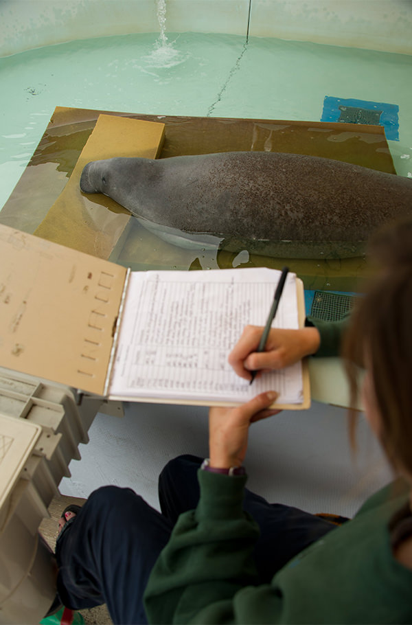 A researcher takes notes while observing a manatee in a pool