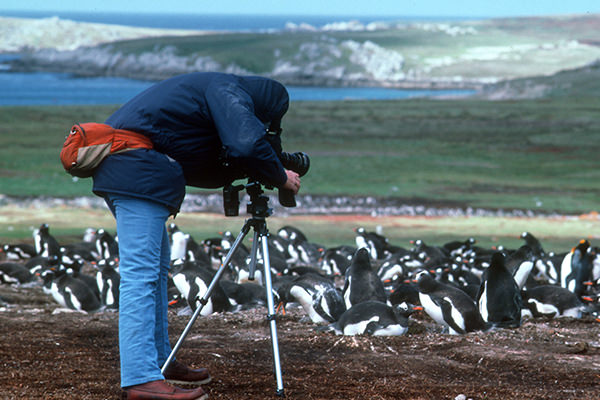 A researcher photographs a group of penguins with a grassy coastal landscape in the background