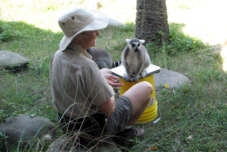A zoo employee sits with a lemur