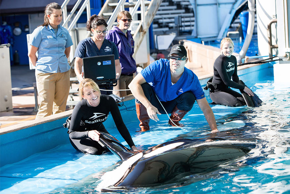 Veterinarians perform ultrasound tests on an orca at the side of a pool.