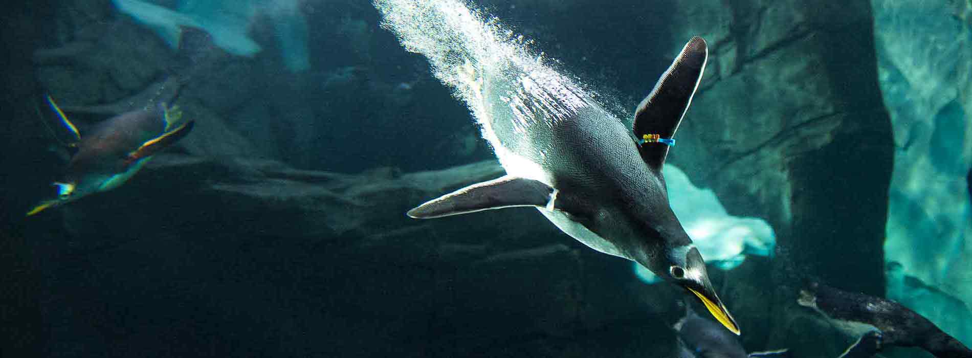 Gentoo penguin diving underwater