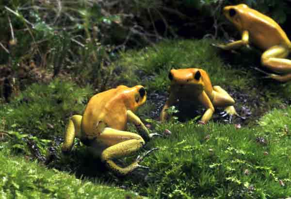 Three golden tree frogs