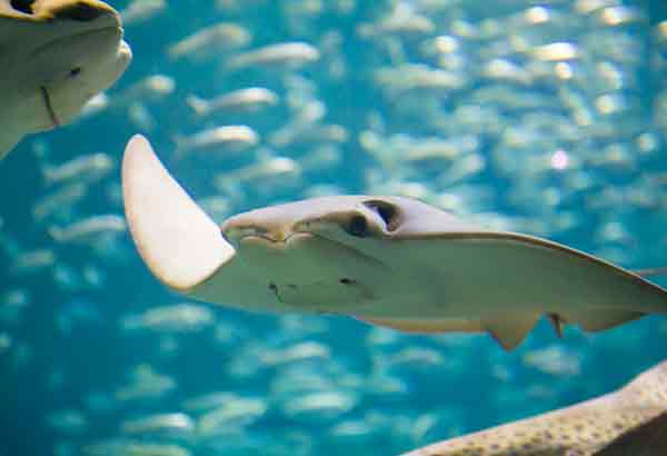 Cownose sting ray