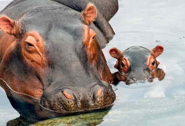 Mother and baby hippos