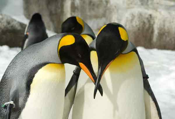 King penguins doing a courtship bow
