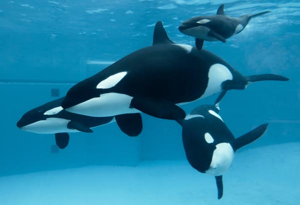 Group of killer whales swimming together