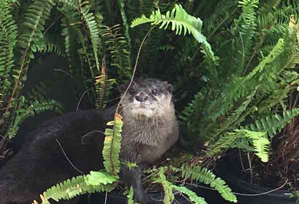 Sea otter in ferns