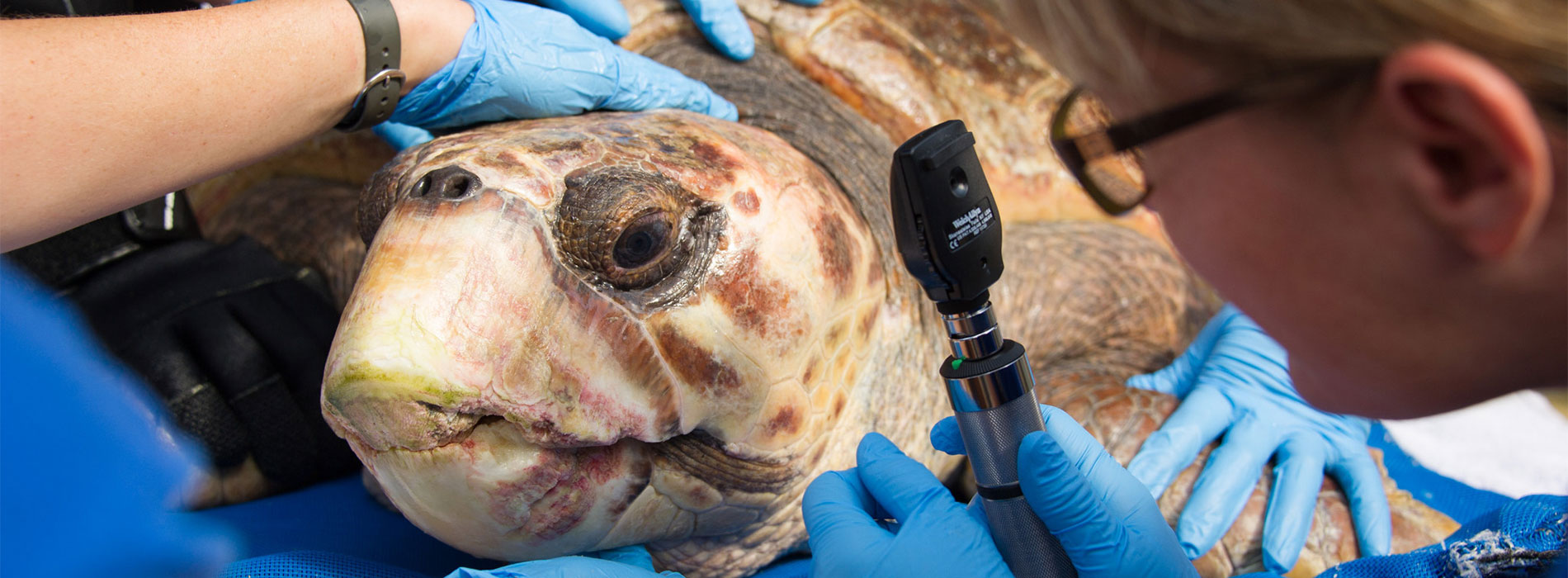 Rescued sea turtle getting an examination.