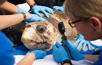 Rescued sea turtle getting an examination.