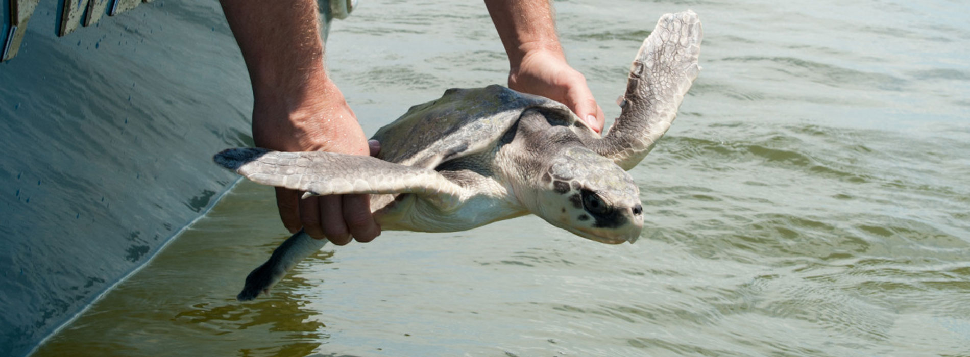 Rescued turtle gets released.