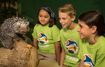 3-4 Day Camps at Busch Gardens Tampa Bay