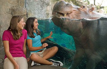 10-College Overnight Camps at Busch Gardens Tampa Bay