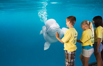 SeaWorld Campers with a Beluga