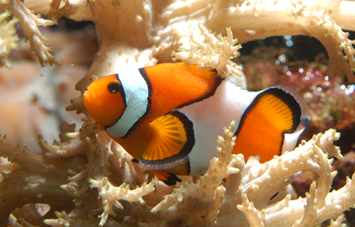 Aquaria World of Fishes Clown Fish