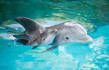 Mother dolphin and calf swimming